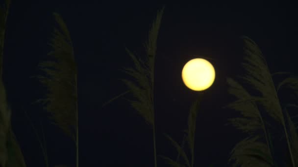 Pleine lune vue depuis un champ . — Video