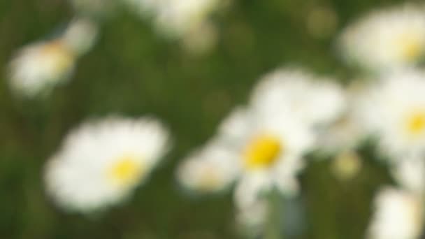 Blooming Chamomile. Close-up — Stock Video