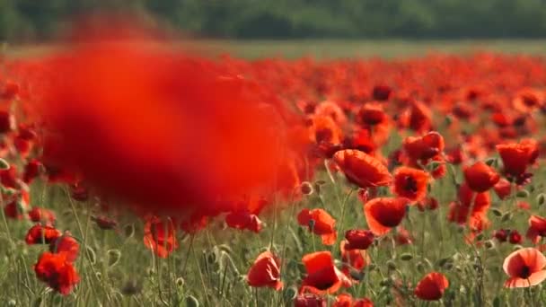 Blossoming Poppies. Close-up — Stock Video