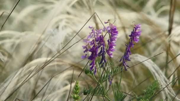 Eenzame wildflower onder feather gras. Wildflower. — Stockvideo