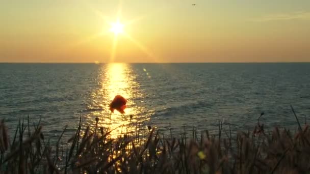 Bloem bij zonsondergang — Stockvideo