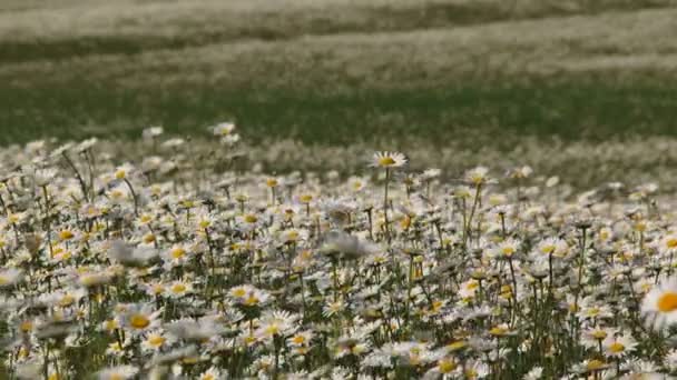 Field Of Daisies — Stock Video