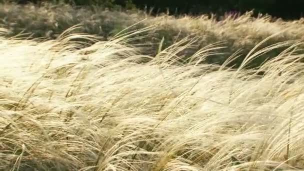 Feather grass in the wind — Stock Video