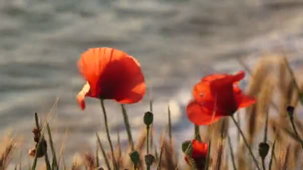 Poppies perto do mar — Vídeo de Stock