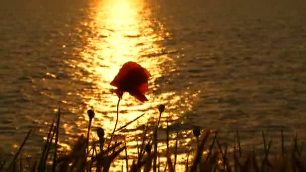 In de stralen van de zonsondergang — Stockvideo