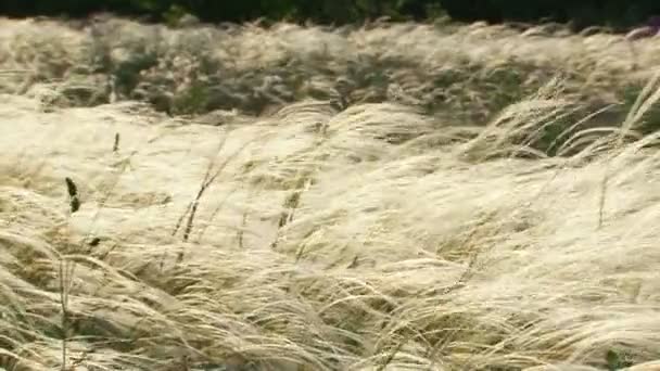 Veer gras in de wind — Stockvideo