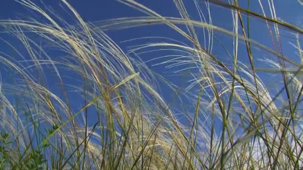 Feather gras in de wind. Close-up. grass in de wind. — Stockvideo
