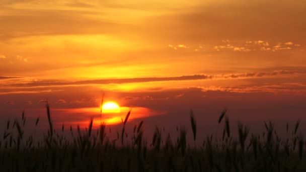 Paesaggio nuvoloso del cielo serale — Video Stock