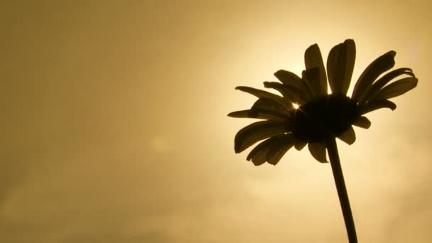 Daisy. Close-up — Vídeo de Stock