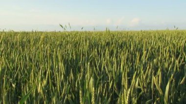 buğday yeşil tarım alanı. Bahar Çiftlik alanı.