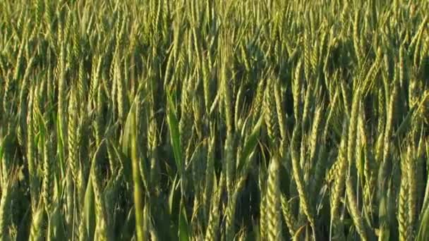 穀類の植物 — ストック動画