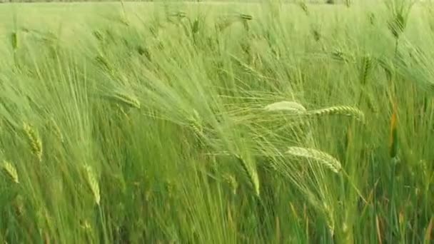 Las espigas verdes del trigo en el campo — Vídeo de stock