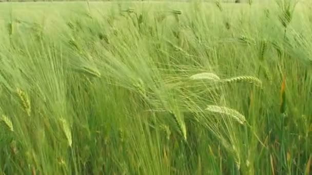 Oreilles vertes de blé dans un champ 