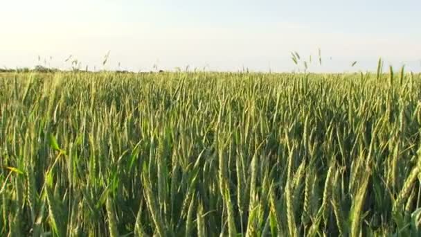 Domínio agrícola — Vídeo de Stock