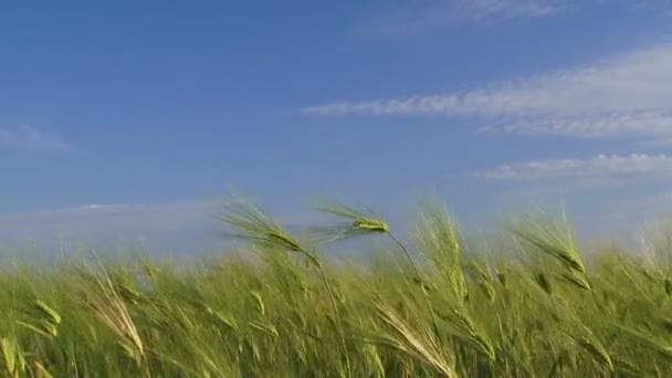 Orelhas verdes de trigo em um campo — Vídeo de Stock