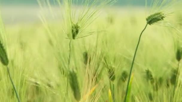 Groene korenaren van tarwe in een veld. oren in een veld. Close-up. — Stockvideo