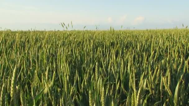 Campo de trigo en primavera — Vídeos de Stock