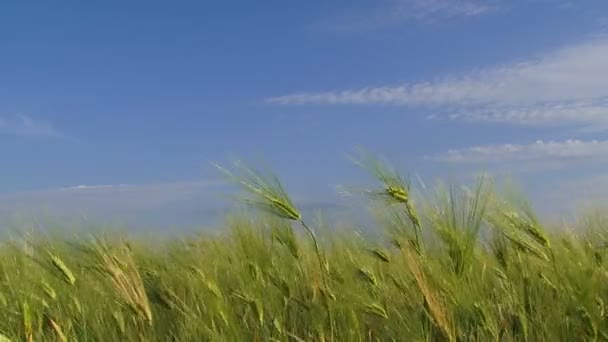 Campo de trigo na primavera — Vídeo de Stock