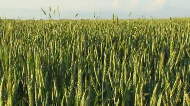 Campo agrícola verde de trigo — Vídeos de Stock