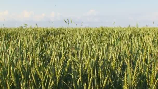 Зелене сільськогосподарське поле пшениці — стокове відео