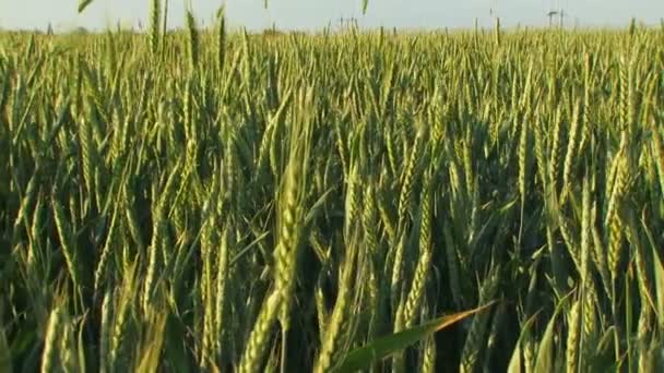 Campo agrícola verde de trigo. Campo agrícola en primavera . — Vídeos de Stock