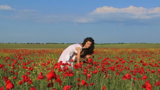 Poppy Bouquet — Stock Video