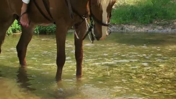 Beber a cavalo de um rio — Vídeo de Stock