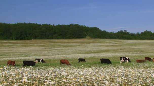 Captação de vacas — Vídeo de Stock