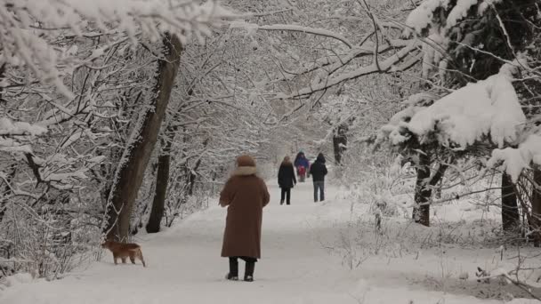 En el parque cubierto de nieve. HD — Vídeo de stock