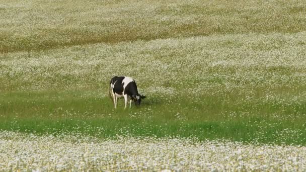 Gramíneas de vaca entre margaridas na primavera. Pastagens alpinas . — Vídeo de Stock