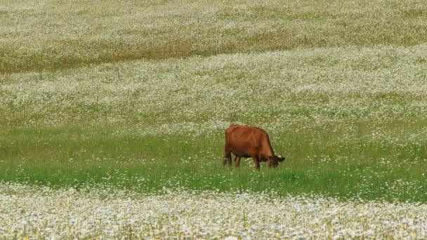 Трава для коров в ромашковом поле. Корова в ромашковом поле . — стоковое видео