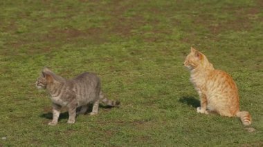 iki kedi güneşte oturuyordu. güneşin altında oturan.