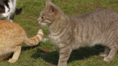 vahşi kediler lor ile besleme. kedi besleme.