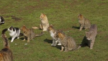 Kediler yeşil çimenlerin üzerinde oturma grubu. Grup kedi.