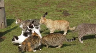 güneşli bir günde yiyecek için yarışan aç kediler. Aç kedi.