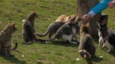 Evsiz kedi beslemek çalışan bir kadına. Evsiz kedi