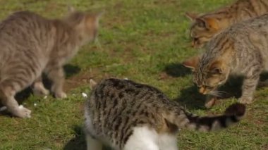 kadın sürtük kedi beslemek için çalışıyor. sürtük kedi