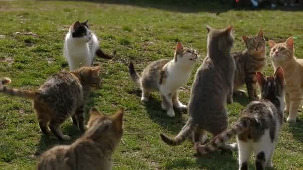 Les chats sauvages à la recherche de nourriture par une journée ensoleillée. Chats sauvages . — Video
