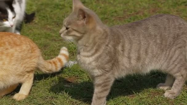 Alimentar gatos salvajes con cuajada. Alimentación de gatos . — Vídeos de Stock