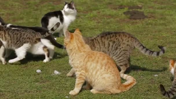 Una tropa de gatos sentados al sol sobre hierba verde. Tropa gato . — Vídeos de Stock