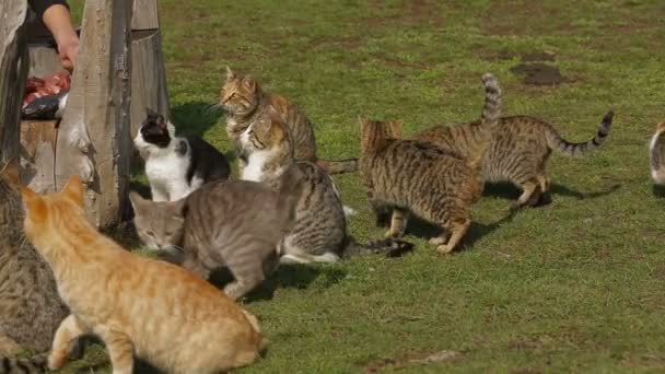 Wild cats in search of food. Looking for food. — Stock Video