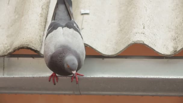 Grijze duif zittend op een dak en dan vliegen weg. grijze duif. Close-up. — Stockvideo