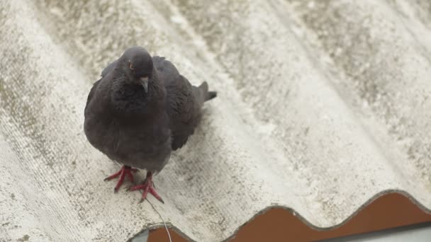 Piccione grigio seduto su un tetto . — Video Stock