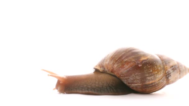 Little snail on a white background. Close-up. Little snail — Stock Video