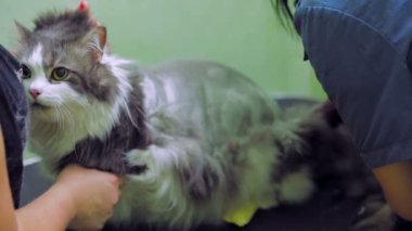 Saçını getting kedi