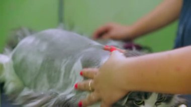 Saçını getting kedi