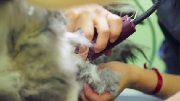 Gato consiguiendo un corte de pelo — Vídeo de stock