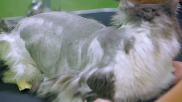 Gato consiguiendo un corte de pelo — Vídeos de Stock