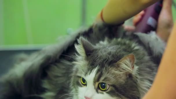 Kat krijgt een kapsel — Stockvideo