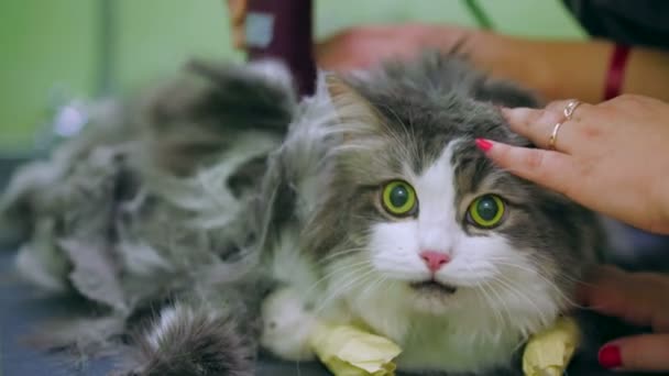 Cat mendapatkan potong rambut — Stok Video